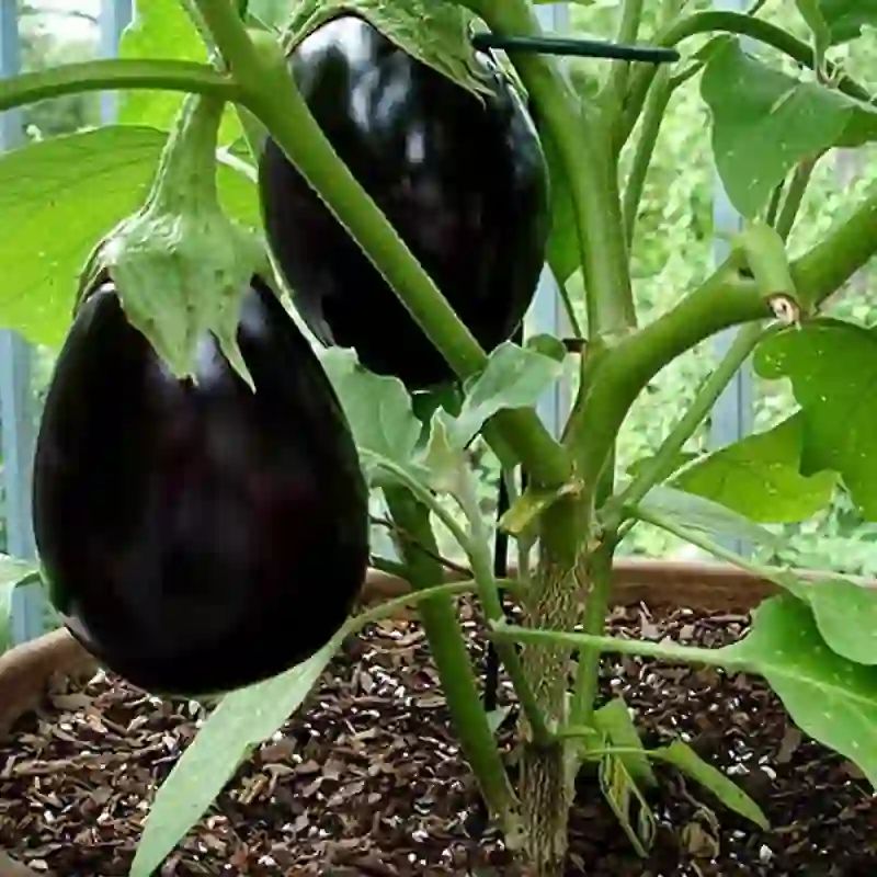 বিদেশি গোল তাল বেগুন বীজ (400+ Seeds) – বড় সাইজ, বেশি ফলন 2