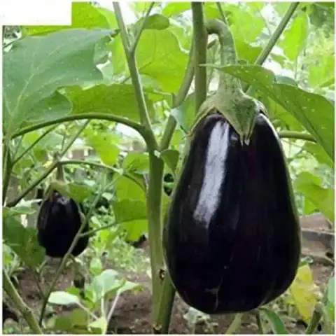 বিদেশি গোল তাল বেগুন বীজ (400+ Seeds) – বড় সাইজ, বেশি ফলন 3