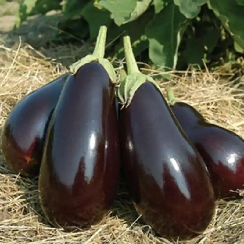 বিদেশি গোল তাল বেগুন বীজ (400+ Seeds) – বড় সাইজ, বেশি ফলন 4