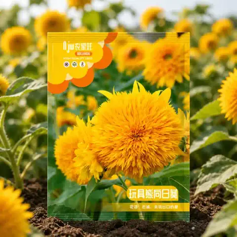 টেডি বেয়ার সূর্যমুখী বীজ (50+ Seeds)ছোট, ডাবল পাপড়ি ও আকর্ষণীয় ফুল 1