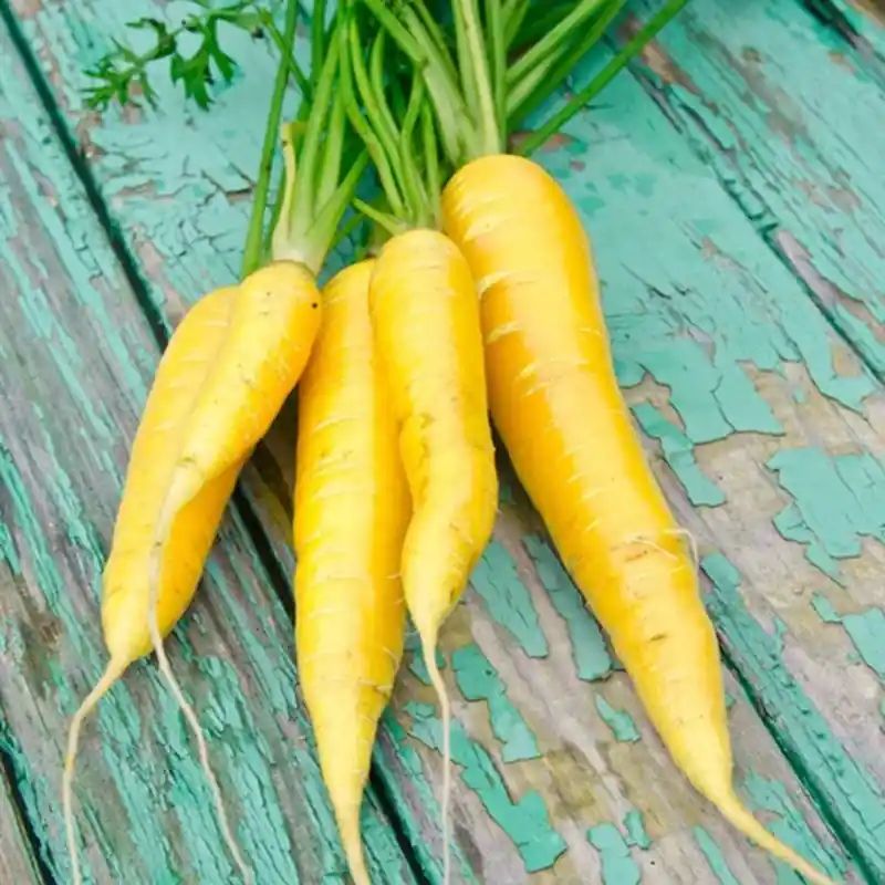 হলুদ গাজর বীজ (1000+ Seeds) উজ্জ্বল রঙ, মিষ্টি ও উচ্চ ফলন 2