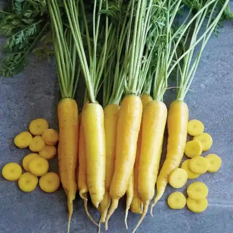 হলুদ গাজর বীজ (1000+ Seeds) উজ্জ্বল রঙ, মিষ্টি ও উচ্চ ফলন 3