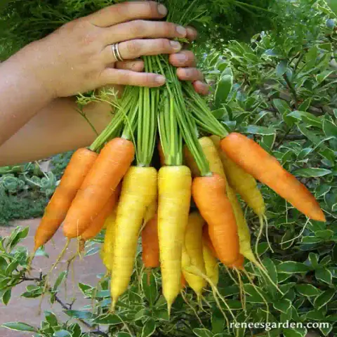 হলুদ গাজর বীজ (1000+ Seeds) উজ্জ্বল রঙ, মিষ্টি ও উচ্চ ফলন 4