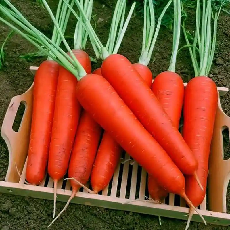 লাল গাজর বীজ (1000+ Seeds) মিষ্টি, কচি ও উচ্চ ফলন 2