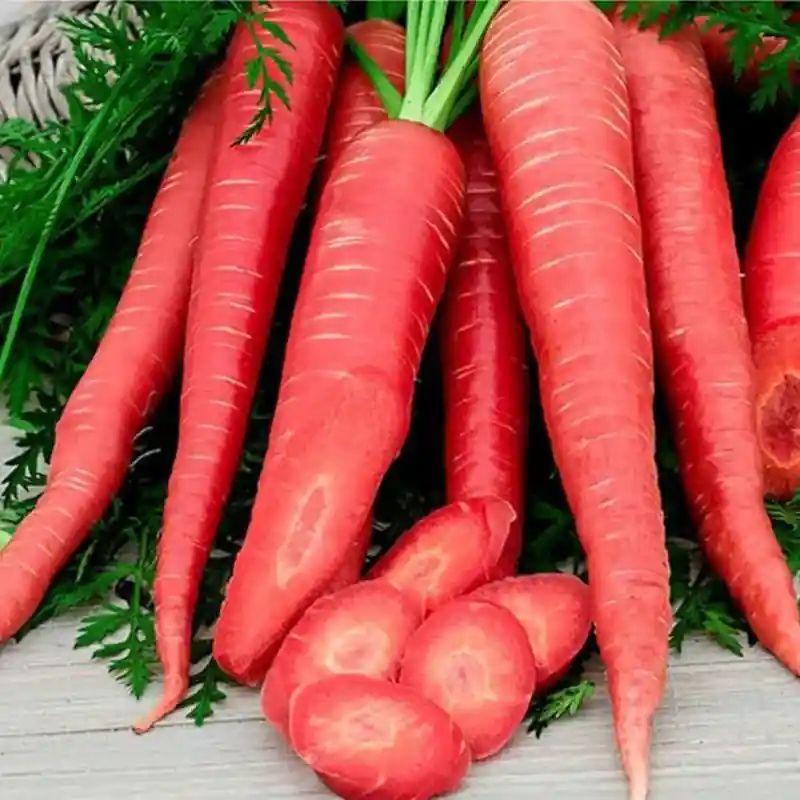 লাল গাজর বীজ (1000+ Seeds) মিষ্টি, কচি ও উচ্চ ফলন 3