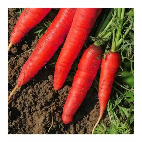লাল গাজর বীজ (1000+ Seeds) মিষ্টি, কচি ও উচ্চ ফলন 4