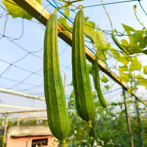 চায়না তোরাই বীজ (50+ Seeds) লম্বা, নরম ও উচ্চ ফলনশীল 1