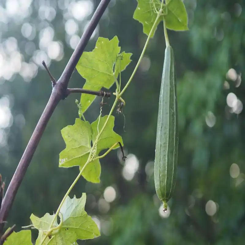চায়না তোরাই বীজ (50+ Seeds) লম্বা, নরম ও উচ্চ ফলনশীল 2