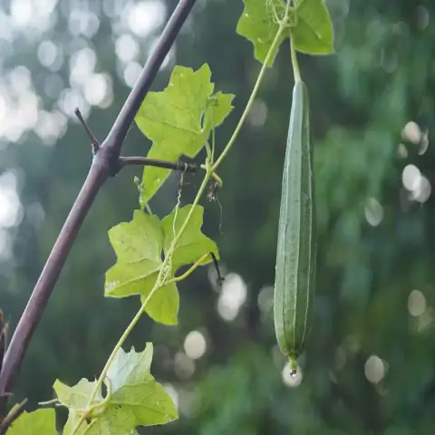 চায়না তোরাই বীজ (50+ Seeds) লম্বা, নরম ও উচ্চ ফলনশীল 2
