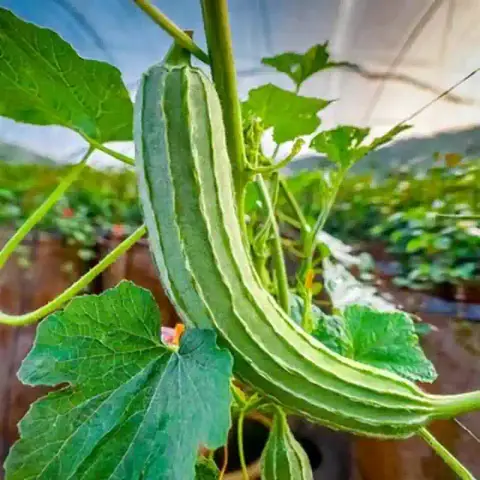 চায়না তোরাই বীজ (50+ Seeds) লম্বা, নরম ও উচ্চ ফলনশীল 3