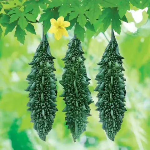 করলা বীজ (50+ Seeds)তিতা স্বাদ, স্বাস্থ্যকর ও উচ্চ ফলন 1