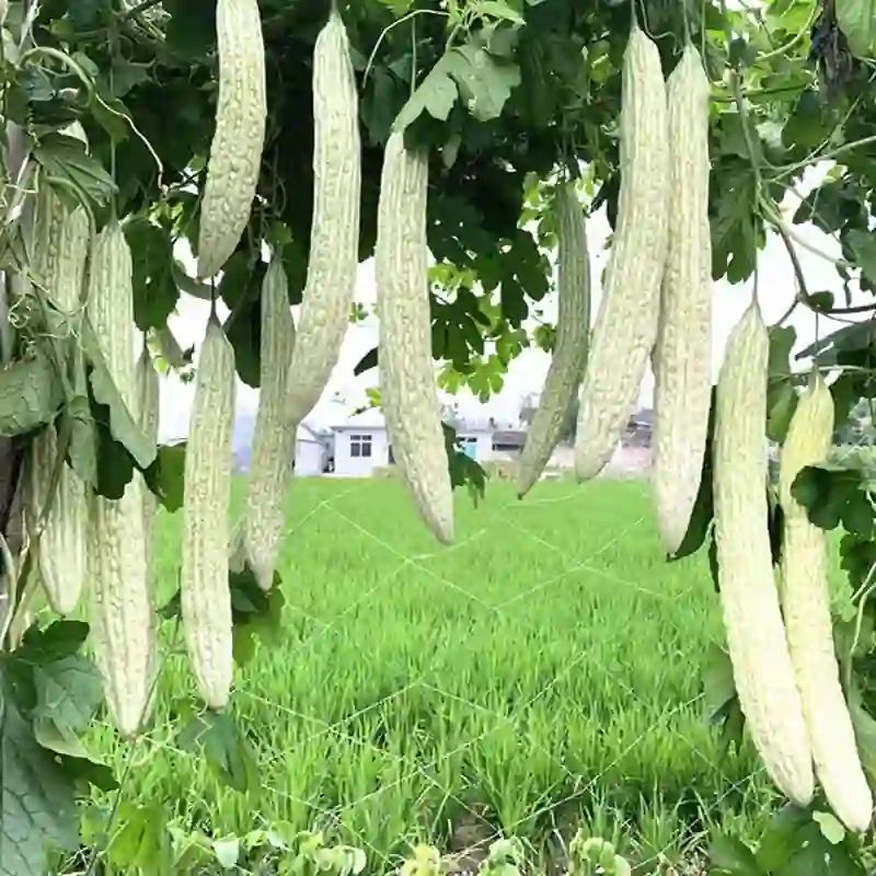 সাদা মিষ্টি করলা বীজ (50+ Seeds)কম তিতা, বেশি ফলন ও সুস্বাদু 2