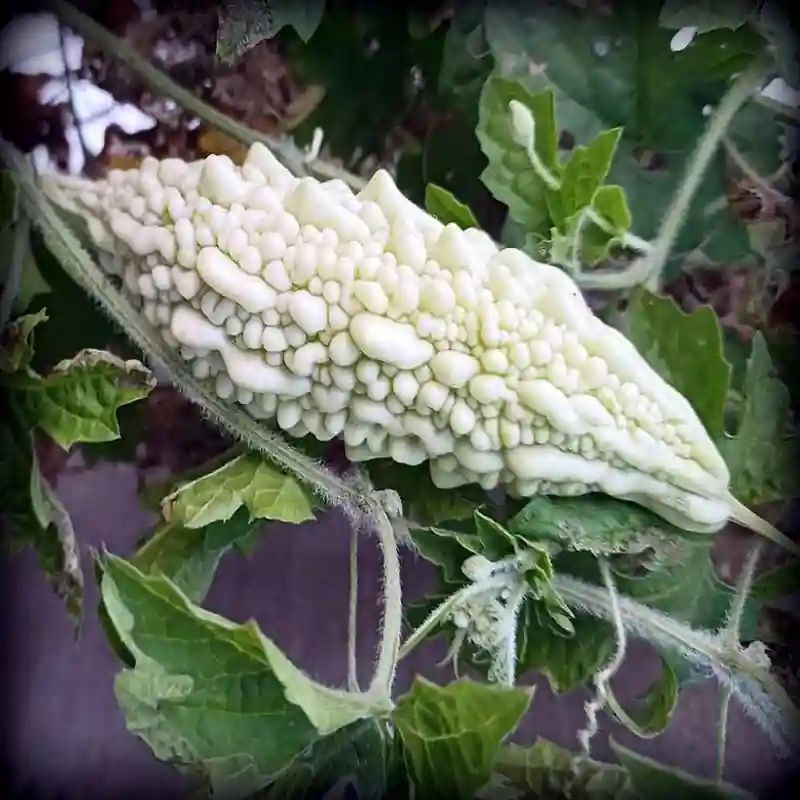 সাদা মিষ্টি করলা বীজ (50+ Seeds)কম তিতা, বেশি ফলন ও সুস্বাদু 3