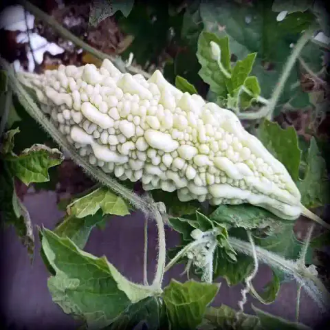 সাদা মিষ্টি করলা বীজ (50+ Seeds)কম তিতা, বেশি ফলন ও সুস্বাদু 3