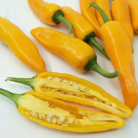 হলুদ মরিচ বীজ (300+ Seeds)ঝাল, সুন্দর রঙ ও উচ্চ ফলন
