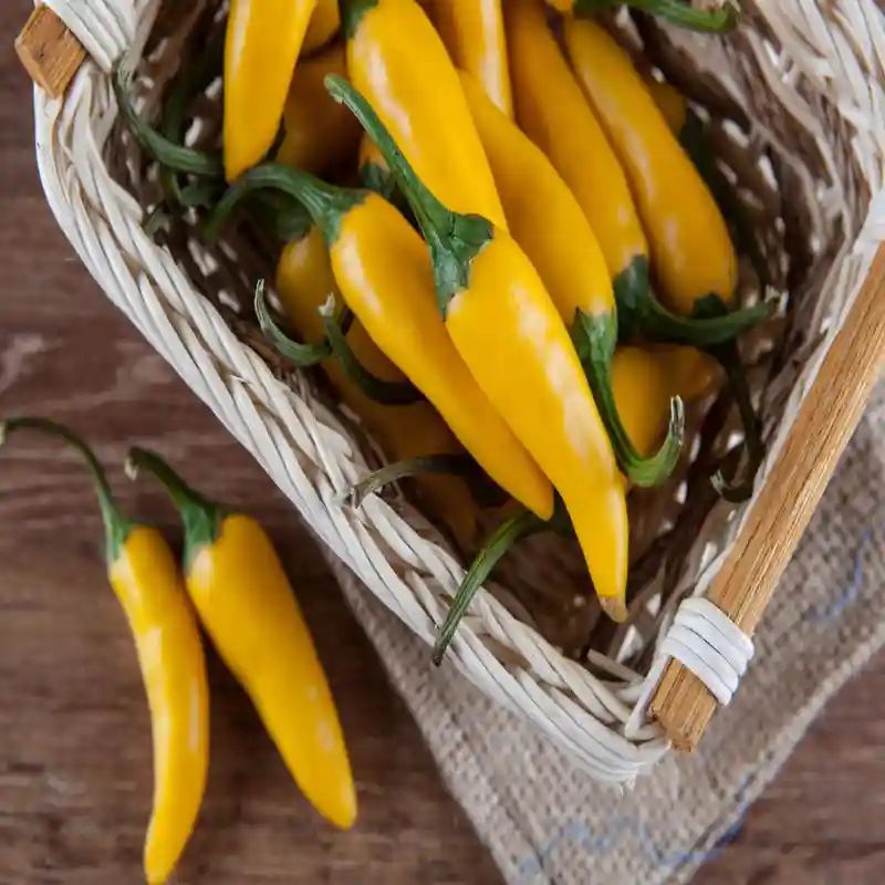 হলুদ মরিচ বীজ (300+ Seeds)ঝাল, সুন্দর রঙ ও উচ্চ ফলন 3