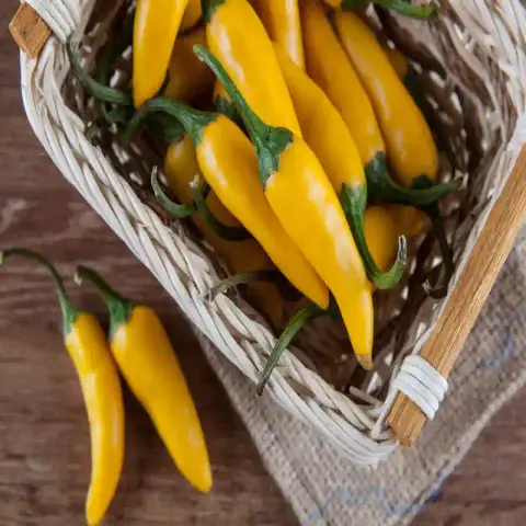 হলুদ মরিচ বীজ (300+ Seeds)ঝাল, সুন্দর রঙ ও উচ্চ ফলন 3