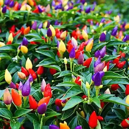কালারফুল মরিচ বীজ (Mix Color Peppers – 100+ Seeds) 🌶️✨