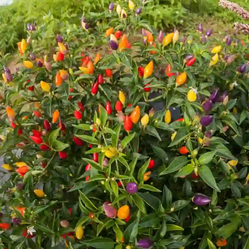 কালারফুল মরিচ বীজ (Mix Color Peppers – 100+ Seeds) 🌶️✨ 3
