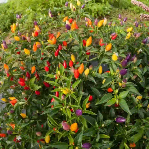 কালারফুল মরিচ বীজ (Mix Color Peppers – 100+ Seeds) 🌶️✨ 3