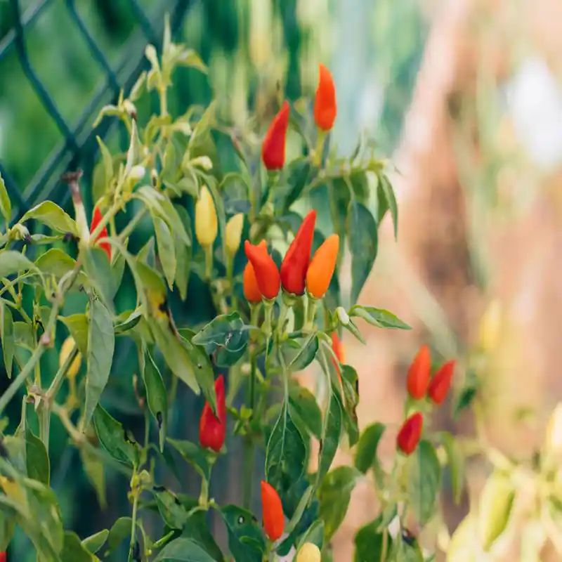 কালারফুল মরিচ বীজ (Mix Color Peppers – 100+ Seeds) 🌶️✨ 4