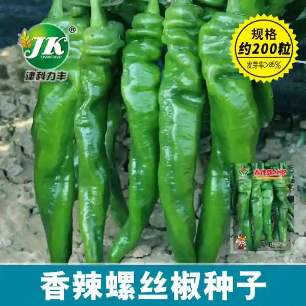 স্পাইসি রিঙ্কল্ড মরিচ বীজ (200+ Seeds)কুঁচকানো খোসা, তীব্র ঝাল ও উচ্চ ফলন