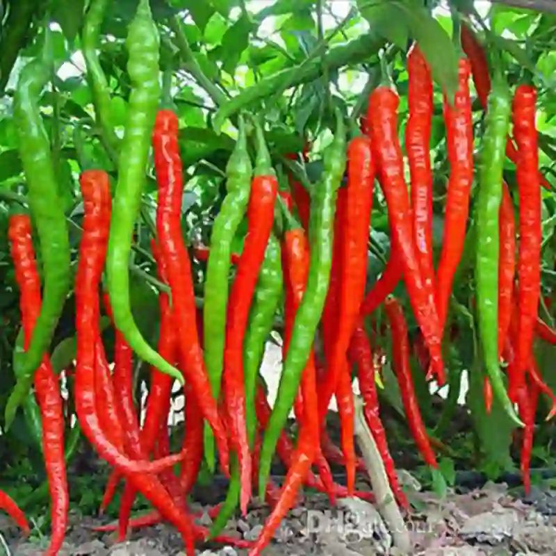 লাইন মরিচ বীজ (500+ Seeds) লম্বা, চিকন ও বেশি ফলন 2