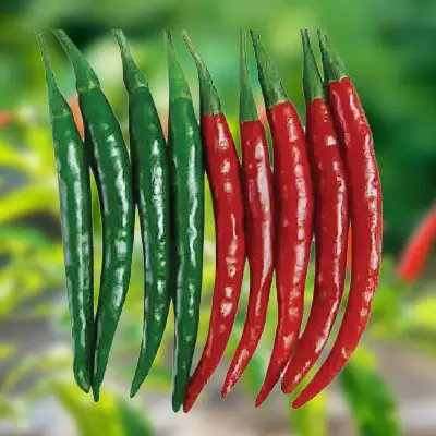 লাইন মরিচ বীজ (500+ Seeds) লম্বা, চিকন ও বেশি ফলন 3