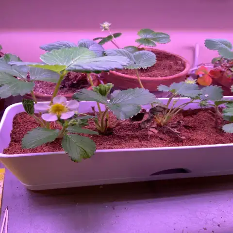 চায়না লাল স্ট্রবেরি বীজ (300+ Seeds)99% Germination, সুপার ফলন ও বড় সাইজ ফল 4