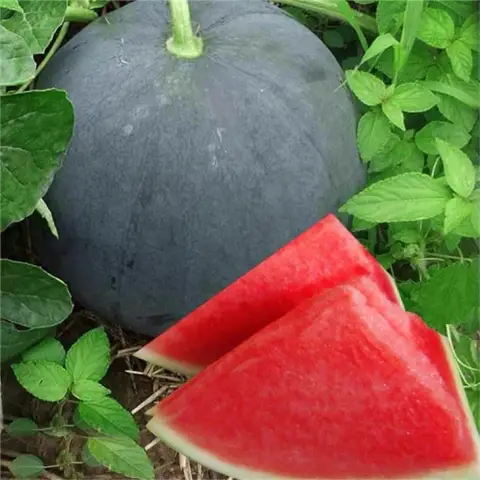 কালো তরমুজ বীজ (50+ Seeds)বাইরে কালো, ভিতরে লাল মিষ্টি ও উচ্চ ফলন 2