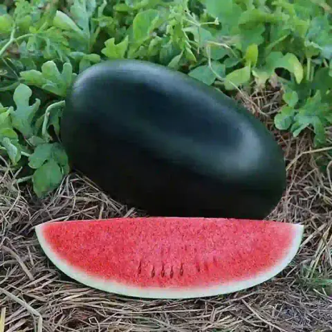 কালো তরমুজ বীজ (50+ Seeds)বাইরে কালো, ভিতরে লাল মিষ্টি ও উচ্চ ফলন 3