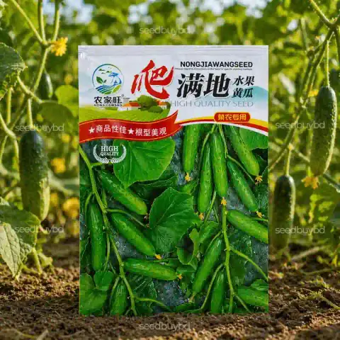 কোরিয়ান শসা বীজ (50+ Seeds) লম্বা, কচি ও বেশি ফলন 1