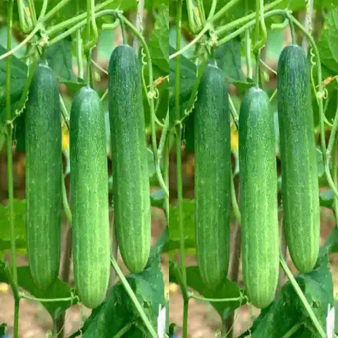 কোরিয়ান শসা বীজ (50+ Seeds) লম্বা, কচি ও বেশি ফলন 2