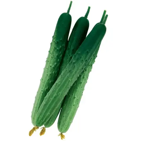কোরিয়ান শসা বীজ (50+ Seeds) লম্বা, কচি ও বেশি ফলন 3