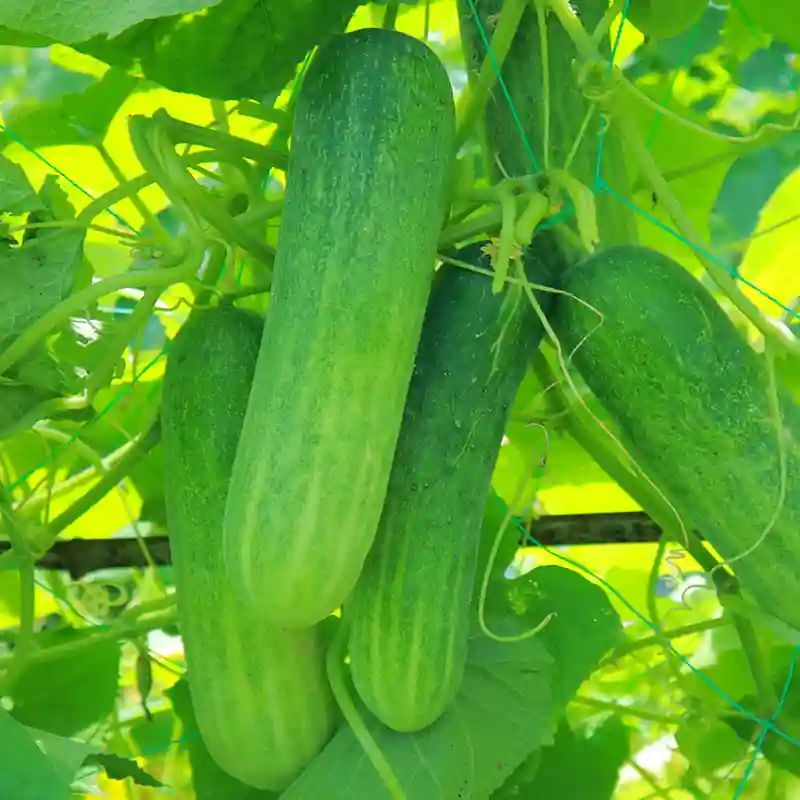 বিদেশি হাইব্রিড শসা বীজ (100+ Seeds) দ্রুত বৃদ্ধি, বেশি ফলন ও কচি শসা 2