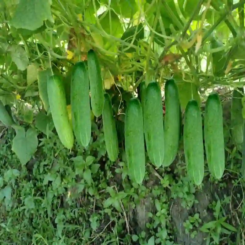 বিদেশি হাইব্রিড শসা বীজ (100+ Seeds) দ্রুত বৃদ্ধি, বেশি ফলন ও কচি শসা 3