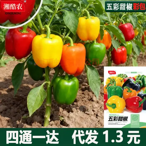 ৫ কালার ক্যাপসিকাম বীজ (100+ Seeds) – এক গাছে বিভিন্ন রঙ, বেশি ফলন 1