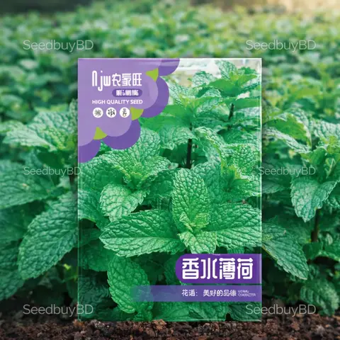 পুদিনা বীজ (1000+ Seeds)সুগন্ধি, দ্রুত বৃদ্ধি ও সহজ চাষ 1
