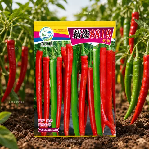 লাইন মরিচ বীজ (500+ Seeds) লম্বা, চিকন ও বেশি ফলন
