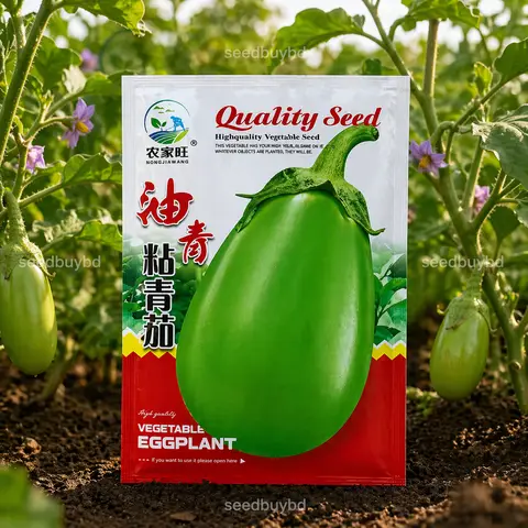 সবুজ গোল বেগুন বীজ (300+ Seeds) – বড় সাইজ, নরম ও বেশি ফলন 1