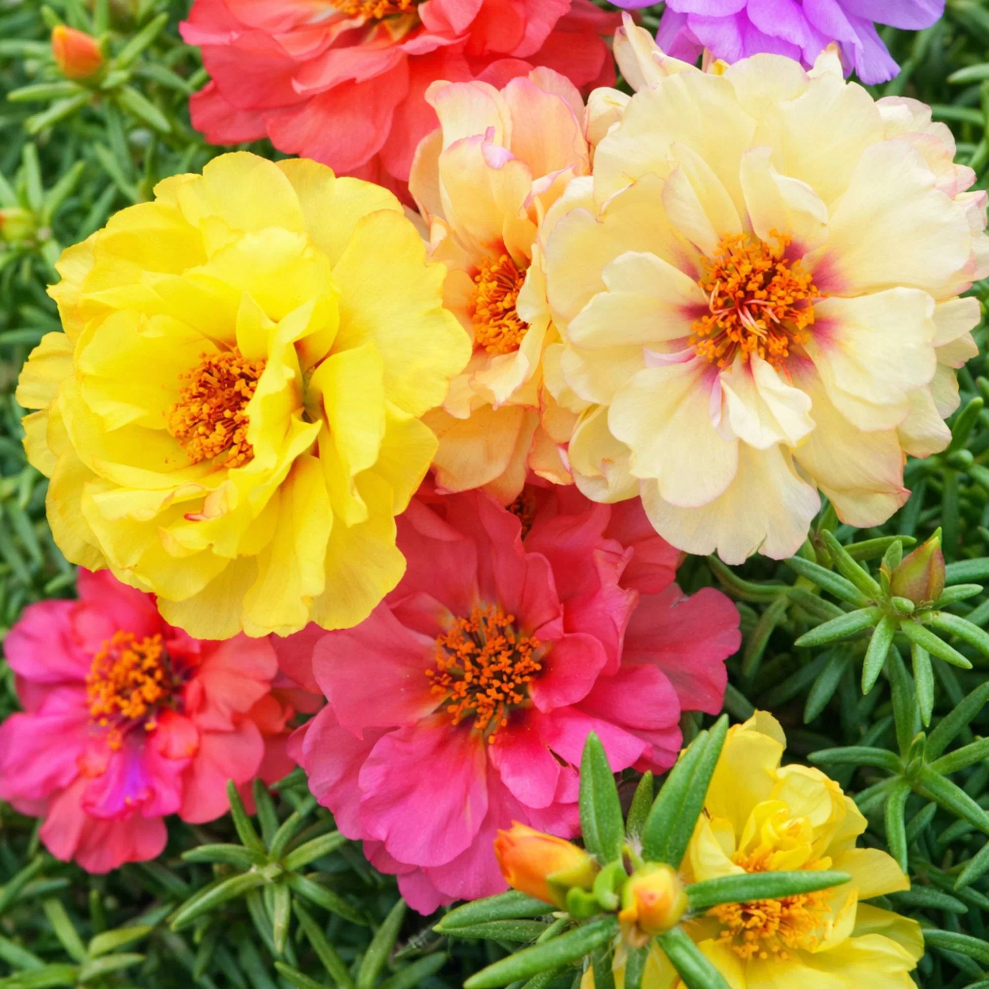 মিক্স পোর্টুলিকা ফুলের বীজ (5000+ Seeds)এক গাছে ৫ রঙের ফুল 2