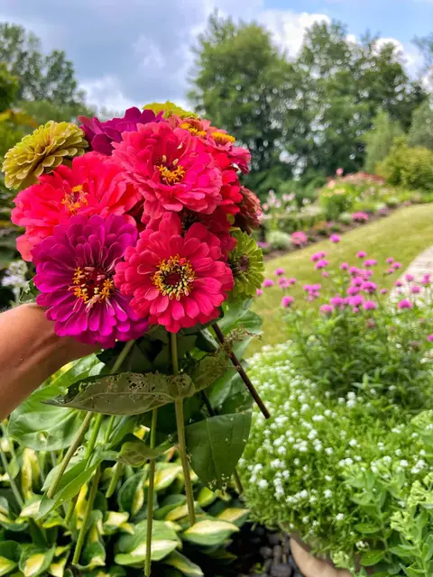 জিনিয়া ফুলের বীজ (100+ Seeds) উজ্জ্বল রঙ, সহজ চাষ ও দীর্ঘ সময় ফুল ফোটে 2