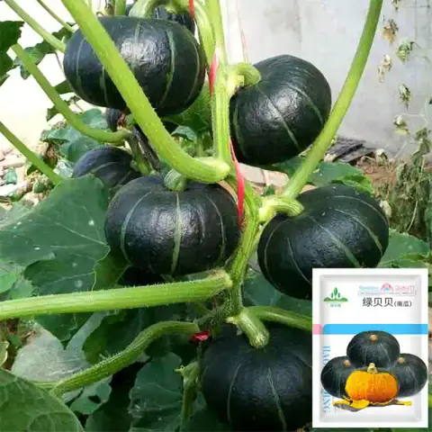 জাপানি কুমড়া বীজ (30+ Seeds) – মিষ্টি, ঘন শাঁস ও উচ্চ ফলন 1