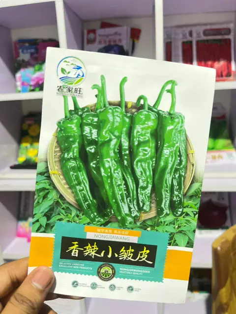 স্পাইসি রিঙ্কল্ড মরিচ বীজ (200+ Seeds)কুঁচকানো খোসা, তীব্র ঝাল ও উচ্চ ফলন 1