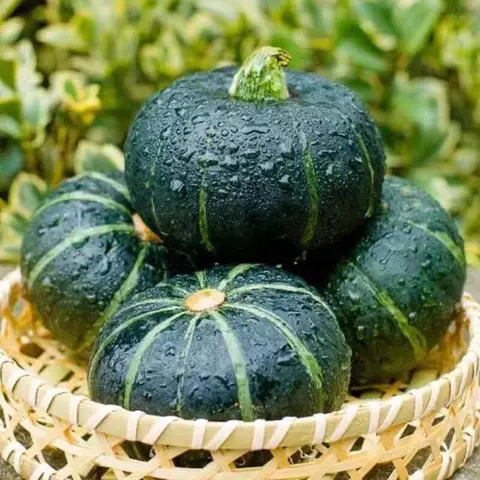মাএ ৩৫০ টাকায় জাপানি কুমড়া চাষ করুণ 3