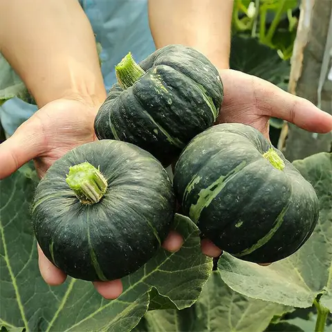 মাএ ৩৫০ টাকায় জাপানি কুমড়া চাষ করুণ 5
