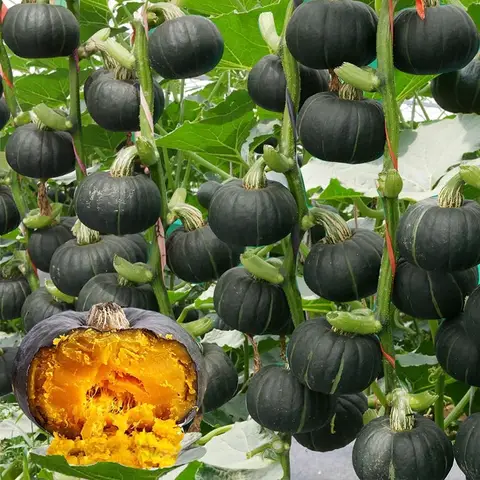 মাএ ৩৫০ টাকায় জাপানি কুমড়া চাষ করুণ 6